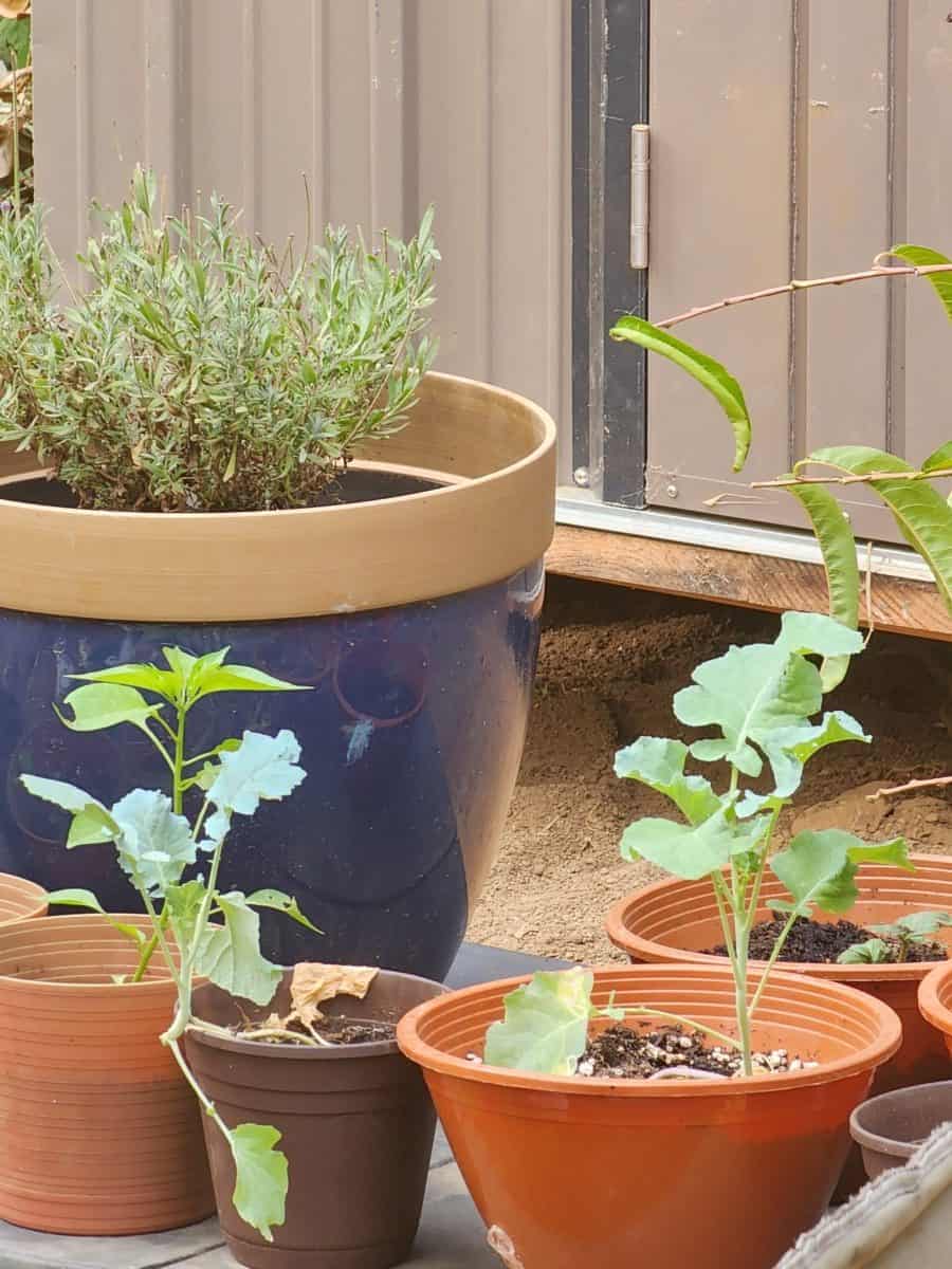 Herbs in pots or in the ground?