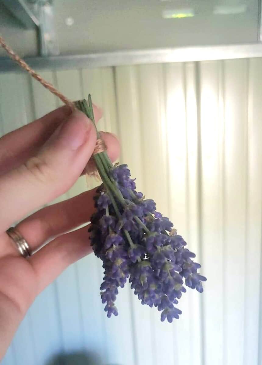 Reasons to hang lavender